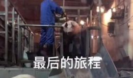 屠宰场杀猪视频,震撼人心的真实画面