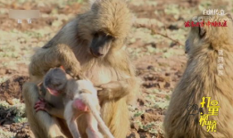 狒狒视频,森林中的欢乐时光